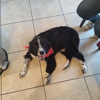 Come & Pet It - Ugg. - Pet Groomers Near Me - Henderson, Nevada