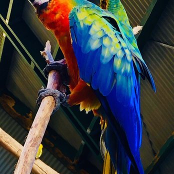 maleny botanic garden & bird world - Very pretty creature - Botanical Gardens Near Me - Wootha, QLD maleny botanic garden & bird world - Very pretty creature - Botanical Gardens Near Me - Wootha, QLD