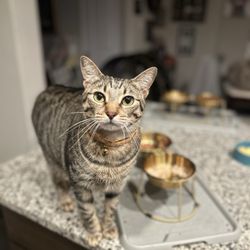 SNIP - Spay & Neuter Initiative Program