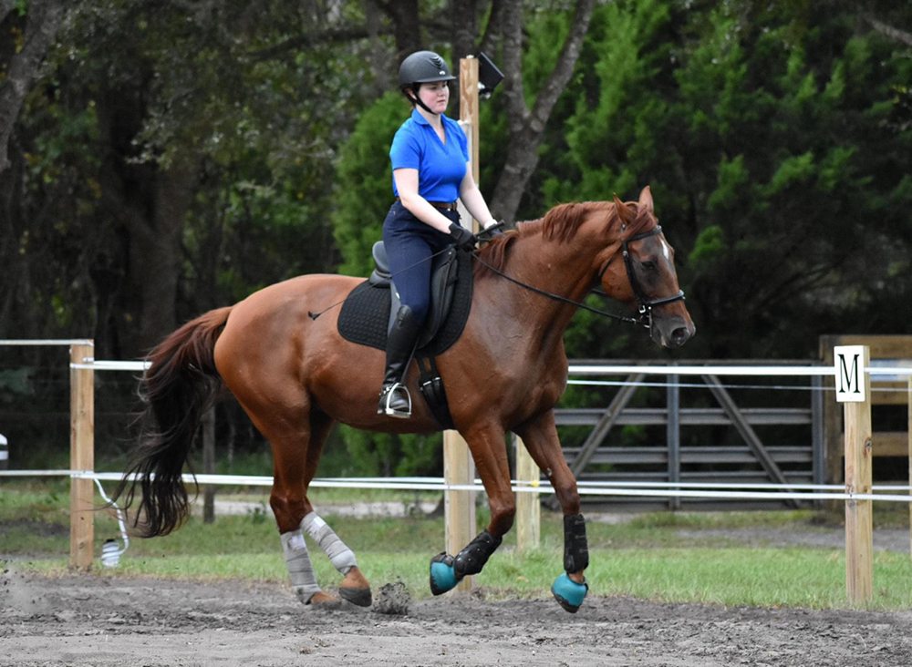 CONQUEST FARMS Updated June 2024 26 Photos 9559 Paso Fino Ln