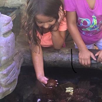 Manhattan Beach Pier - My daughter Samantha enjoying the touch tank - Local Flavor Near Me - Manhattan Beach, California Manhattan Beach Pier - My daughter Samantha enjoying the touch tank - Local Flavor Near Me - Manhattan Beach, California