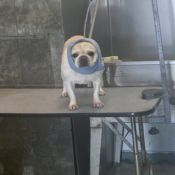 Mr Mutt Dog Wash - Pet Groomers Near Me - Rowlett, Texas Mr Mutt Dog Wash - Pet Groomers Near Me - Rowlett, Texas