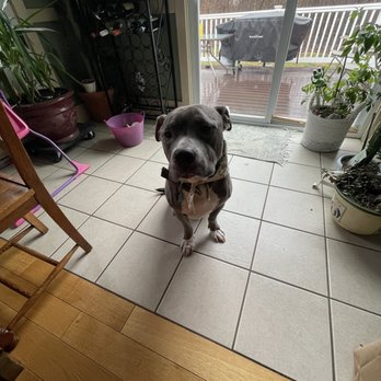 Shampooch Paw Spa - Ash - Pet Groomers Near Me - Middletown, Connecticut
