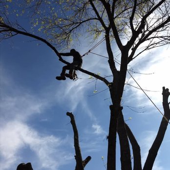 Chico's Tree Love and Care - Austin trees and Austin skies - Tree Services Near Me - Austin, Texas Chico's Tree Love and Care - Austin trees and Austin skies - Tree Services Near Me - Austin, Texas