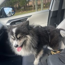 harmless dog. harmless dog.