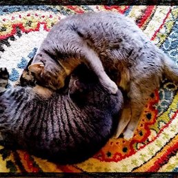 Piper and Meena absolutely adore their WPC caregivers!