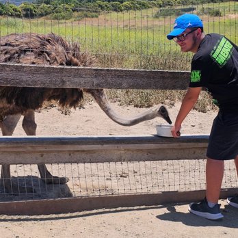 Ostrichland USA - Attraction Farms Near Me - Solvang, California Ostrichland USA - Attraction Farms Near Me - Solvang, California
