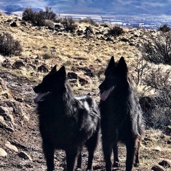 Adventure Pet - Pet Boarding Near Me - Reno, Nevada Adventure Pet - Pet Boarding Near Me - Reno, Nevada