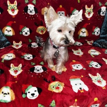 Katy Grooming - Pet Groomers Near Me - Katy, Texas Katy Grooming - Pet Groomers Near Me - Katy, Texas