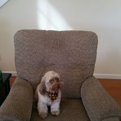 MARIPAWSA GROOMING - CHARLEY IS SO HANDSOME IN HIS F ALL SCARF FROM KERRI