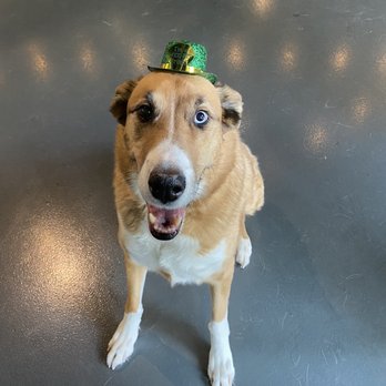 Omaha Dog Bar - Cooper ready for St. Patrick's Day! - Dog Parks Near Me - Omaha, Nebraska Omaha Dog Bar - Cooper ready for St. Patrick's Day! - Dog Parks Near Me - Omaha, Nebraska