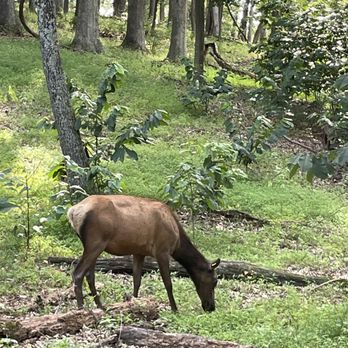 Lone Elk Park - Parks Near Me - Valley Park, Missouri Lone Elk Park - Parks Near Me - Valley Park, Missouri