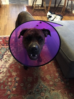 vca anderson animal hospital