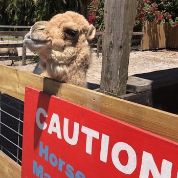 LaPorte Farms - Baby camel - Venues & Event Spaces Near Me - Sebastian, Florida LaPorte Farms - Baby camel - Venues & Event Spaces Near Me - Sebastian, Florida