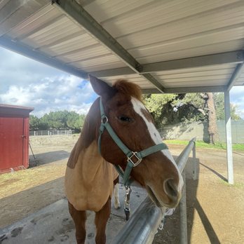 Urban Horseman - Faith - Horseback Riding Near Me - Whittier, California Urban Horseman - Faith - Horseback Riding Near Me - Whittier, California