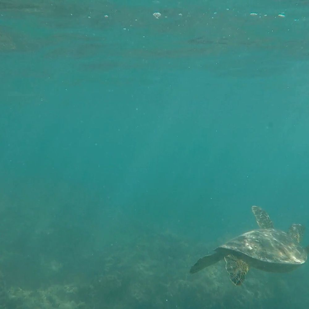 Massimo Hawaii Tours - Tours Near Me - Honolulu, Hawaii