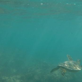 Massimo Hawaii Tours - Tours Near Me - Honolulu, Hawaii