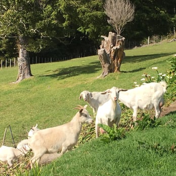 Chalet Romantica - Bed & Breakfast Near Me - Paihia, CAN