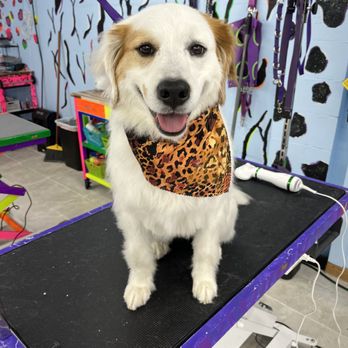 Uncle Nick's Doggy Dipps - Pet Groomers Near Me - Chaska, Minnesota Uncle Nick's Doggy Dipps - Pet Groomers Near Me - Chaska, Minnesota