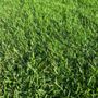 Photo of The Sod Lot