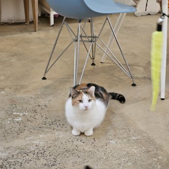 KitTea - Pet Adoption Near Me - San Francisco, California