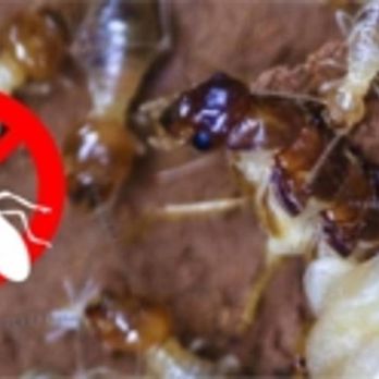 The Bugman Pest Control Services - Carpenter Ants - Pest Control Near Me The Bugman Pest Control Services - Carpenter Ants - Pest Control Near Me