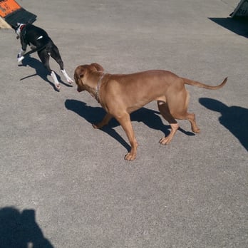 Jackson Bark - Fun! - Dog Parks Near Me - Chicago, Illinois