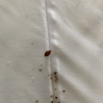 Midwest Pest Control - Bedbug on mattress - Pest Control Near Me Midwest Pest Control - Bedbug on mattress - Pest Control Near Me