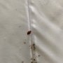 Midwest Pest Control