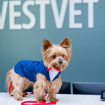 WestVet Meridian 24/7 Animal Emergency & Specialty Center - Veterinarians Near Me - Meridian, Idaho WestVet Meridian 24/7 Animal Emergency & Specialty Center - Veterinarians Near Me - Meridian, Idaho