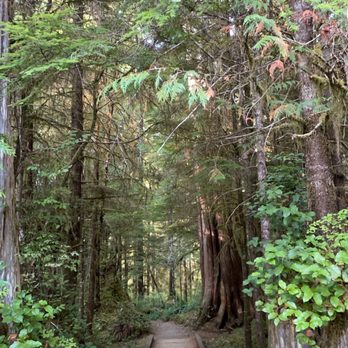 Quinault Rain Forest - Parks Near Me - Amanda Park, Washington Quinault Rain Forest - Parks Near Me - Amanda Park, Washington