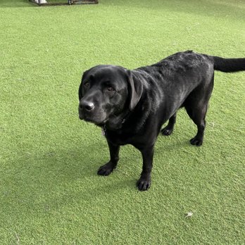 AlphaDog Lodging - Pet Groomers Near Me - Mill Valley, California