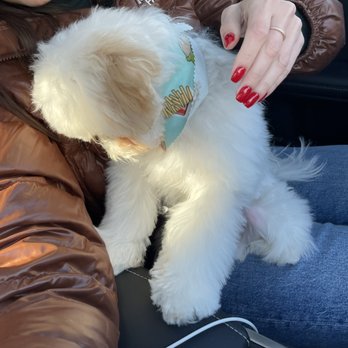 Canine Divine - Did a great job with my baby boy! - Pet Groomers Near Me - Sterling Heights, Michigan Canine Divine - Did a great job with my baby boy! - Pet Groomers Near Me - Sterling Heights, Michigan