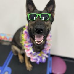 Wags and Wiggles - Rancho Santa Margarita - Abbie now doing "Sniffafari" at Wags and Wiggles in August 2023