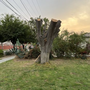 Ortega's Jr Tree Service - It was in the power lines. - Tree Services Near Me - Riverside , California