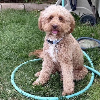 Golden Liberty Doodles - Golden Liberty Miss Trixie - Pet Breeders Near Me