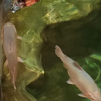 Bass Pro Shops - Boating Near Me - Springfield, Missouri