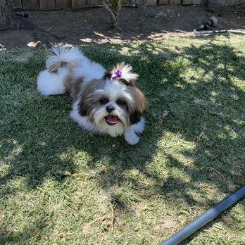 Pawsitive Pet Grooming - Fresh cut! - Pet Groomers Near Me - Covina, California Pawsitive Pet Grooming - Fresh cut! - Pet Groomers Near Me - Covina, California