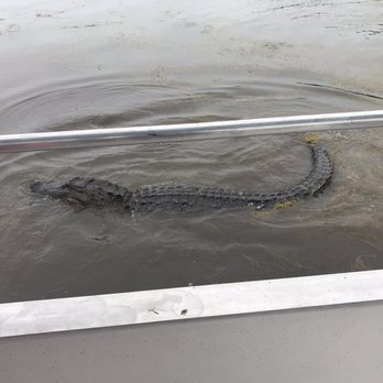 Happiness Bayou Tours - Boat Tours Near Me - Violet, Louisiana Happiness Bayou Tours - Boat Tours Near Me - Violet, Louisiana