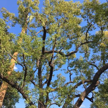 Alberts Tree Service - Tree Services Near Me - Azusa, California