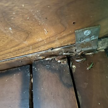 Bug Barrier Pest Control - German Roaches hiding under table - Pest Control Near Me Bug Barrier Pest Control - German Roaches hiding under table - Pest Control Near Me