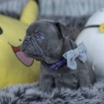 Wrinklebee Frenchies - Mini daddy Bruno boy - Pet Breeders Near Me - Surrey, British Columbia Wrinklebee Frenchies - Mini daddy Bruno boy - Pet Breeders Near Me - Surrey, British Columbia