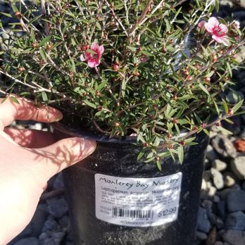 Evergreen Nursery - Nurseries & Gardening Near Me - San Leandro, California Evergreen Nursery - Nurseries & Gardening Near Me - San Leandro, California