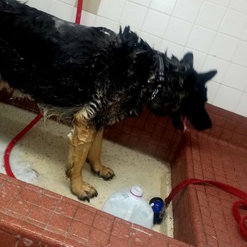 Pet Food Express - He had a rough time! - Pet Stores Near Me - Fremont, California Pet Food Express - He had a rough time! - Pet Stores Near Me - Fremont, California
