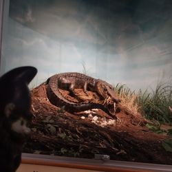 Bayou Terrebonne Waterlife Museum