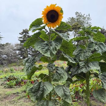 Esalen Institute - Adult Education Near Me - Big Sur, California Esalen Institute - Adult Education Near Me - Big Sur, California