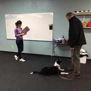 Pup-A-Razzi - Testing her skills for her STAR Puppy certification. - Pet Training Near Me - Beaverton, Oregon Pup-A-Razzi - Testing her skills for her STAR Puppy certification. - Pet Training Near Me - Beaverton, Oregon