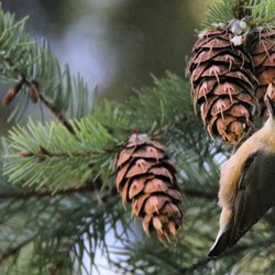 Mini Park at Sprague's Pond - Merry Christmas Everyone!
