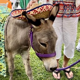 Vinny the sweetest donkey ever! Vinny the sweetest donkey ever!