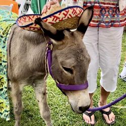 Netties Party Pals - Vinny the sweetest donkey ever!
